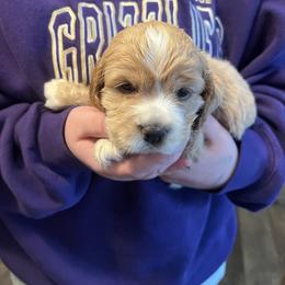 Lovey - Buff female Cockapoo puppy in Wellington, Kansas from Brian’s Puppies