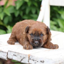 Missy - Red female Whoodle puppy in West Bend, Iowa from Blue Skies Terriers