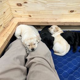 Labrador Retriever Puppies from Butlertown Labs
