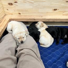 Labrador Retriever Puppies from Butlertown Labs