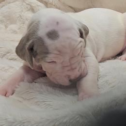 Eliana - Silver female Great Dane puppy in Towaco, New Jersey from MommaDukes Danes