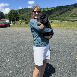 Phoebe DNA results attached - Tri-color female Bernedoodle puppy in Wilkesboro, North Carolina from Bernedoodle Love Puppies