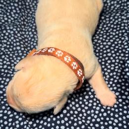 Banana - Yellow male Labrador Retriever puppy in Marietta, South Carolina from Trust in the Lord Labradors
