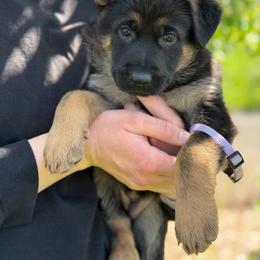 Flak - Black and red female German Shepherd puppy in Medical Lake, Washington from Nine Realms German Shepherds