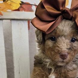 Bernedoodles and Goldendoodles from LaDonna's Doodles