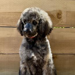 Morel - Brindle male Poodle puppy in Arroyo Grande, California from Ever So Clever Poodles
