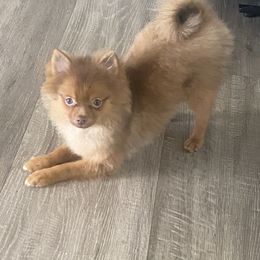Theo - Pomeranian