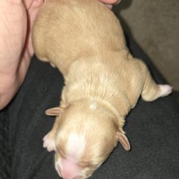 Boy 1 - Apricot male Maltipoo puppy in Brooksville, Florida from DeVall Maltipoos