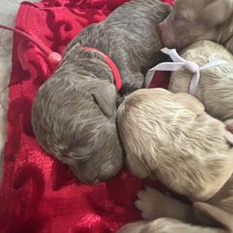 Goldendoodle Puppies from 4H Doodles