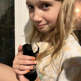 Rottweiler Puppies from Vom Arnold-Hause Rottweilers