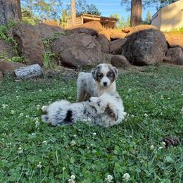 Indi - Blue merle female Miniature Australian Shepherd puppy in Shingletown, California from Whiskeytown Aussies