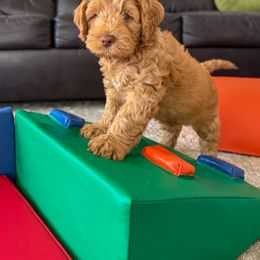 Australian Labradoodle Puppies from Peak Australian Labradoodles