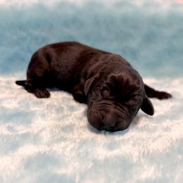 Female - Black female Labrador Retriever puppy in Sherrard, Illinois from Gochee Labs