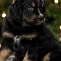 Stormy - female Australian Mountain Doodle puppy in Cortez, Colorado from Sassy Pants Pups