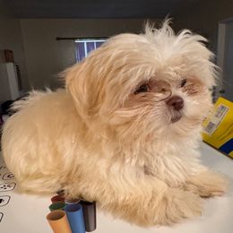 Sunny - White male Shih Tzu puppy in Azusa, California from RJ Shih Tzu lover