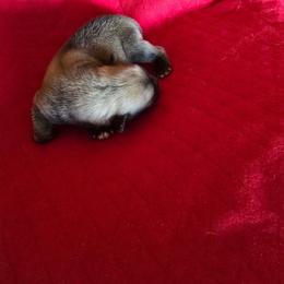 Togo - Cream and white male Icelandic Sheepdog puppy in Mariposa, California from Glacier Point Icelandics