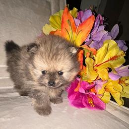 Shilo - Orange sable male Pomeranian puppy in Zavalla, Texas from Precious Puff Poms
