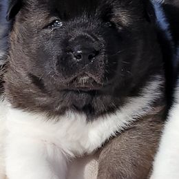 Akita Puppies from CJ's Sho-Me Akitas