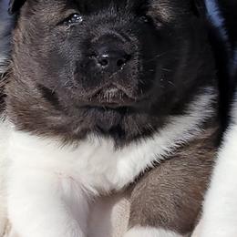 Akita Puppies from CJ's Sho-Me Akitas