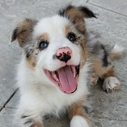 Jewels-ABCA - Blue merle female Border Collie puppy in Bixby, Oklahoma from Bond Border Collies