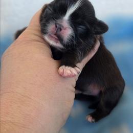 Vegas - Red and white male Shih Tzu puppy in Waynesboro, Pennsylvania from Big Win Shih Tzus