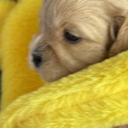Celeste - Apricot female Cavachon puppy in Springfield, Massachusetts from Caraid Cavachons