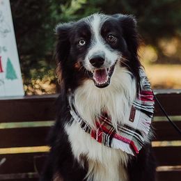 Leo - Miniature Australian Shepherd