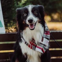 Leo - Miniature Australian Shepherd