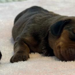 Girl 1 - Red female Dachshund puppy in Hickory, Kentucky from NanoDachs