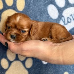Girl 1 - Ruby Cavalier King Charles Spaniel puppy in Racine County, Wisconsin from Hough's Danes