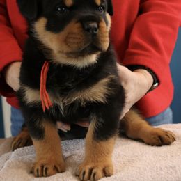 Rottweiler Puppies from Flusstal Rottweilers