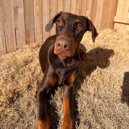 Kairo - Red and rust male Doberman Pinscher puppy in Boyd, Texas from Team Feem Breeders