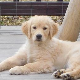 Golden Retriever Puppies from OPK GOLDENS