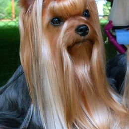 Yorkshire Terriers from Jeni-Lane's  Yorkshire Terriers