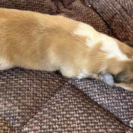 Boy 2 - Sable and white male Collie puppy in La Veta, Colorado from Belle Fleur Collies and French Bulldogs