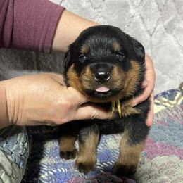 Boy 5 - Black and mahogany male Rottweiler puppy in Buskirk, New York from Misjef Rottweilers