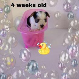 Lacey's orange boy - Parti male Yorkshire Terrier puppy in Inverness, Florida from Luvayorkie&more