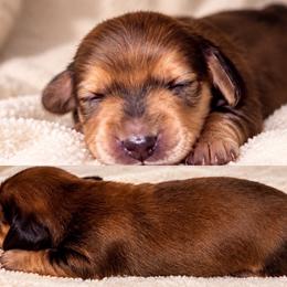 Luca - Red male Dachshund puppy in Exeter, California from Sawtooth Miniature Dachshunds