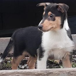 Collies from Nightstar Collies