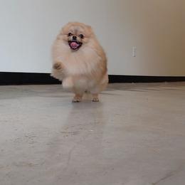 Pomni - Pomeranian
