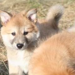Icelandic Sheepdog Puppies from Valhalla Icelandic Sheepdogs