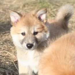 Icelandic Sheepdog Puppies from Valhalla Icelandic Sheepdogs