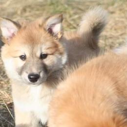 Icelandic Sheepdog Puppies from Valhalla Icelandic Sheepdogs