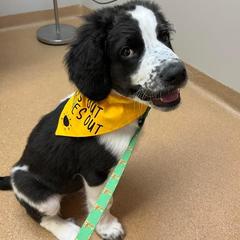 Saint Berdoodle Puppies from Walker Branch Doodles