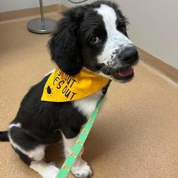 Saint Berdoodle Puppies from Walker Branch Doodles