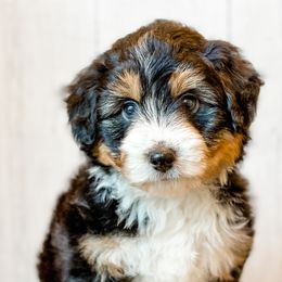 Assorted Doodle Crosses and Aussiedoodles from Doodle Love Laugh