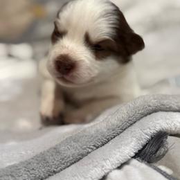 Ferrari - Red and white female Pomsky puppy in Ravena, New York from Osiris’s Siberians & Pomskies
