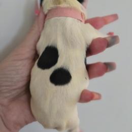 Minka - Brindle and white female French Bulldog puppy in Summerville, South Carolina from Pryde French Bulldogs