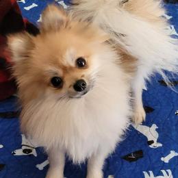 Pomeranians from Lollipoppoms