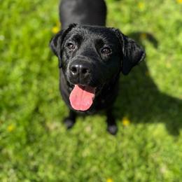 Labrador Retriever puppies from Cornerstone Retrievers